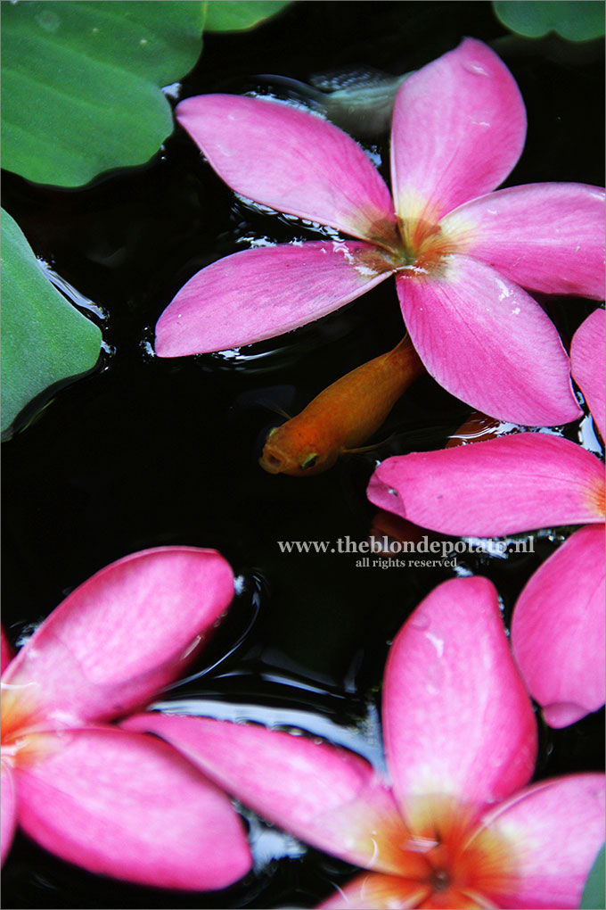 The Jim Thompson House Bangkok