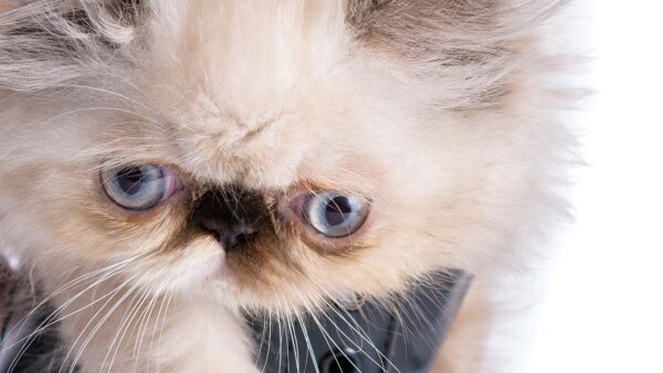 Weet jij dat er nu ook smart kattenluiken en automatische kattenbakken zijn?