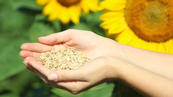 Zonnebloempitten: de stijlvolle superfood voor je brein, body & huid