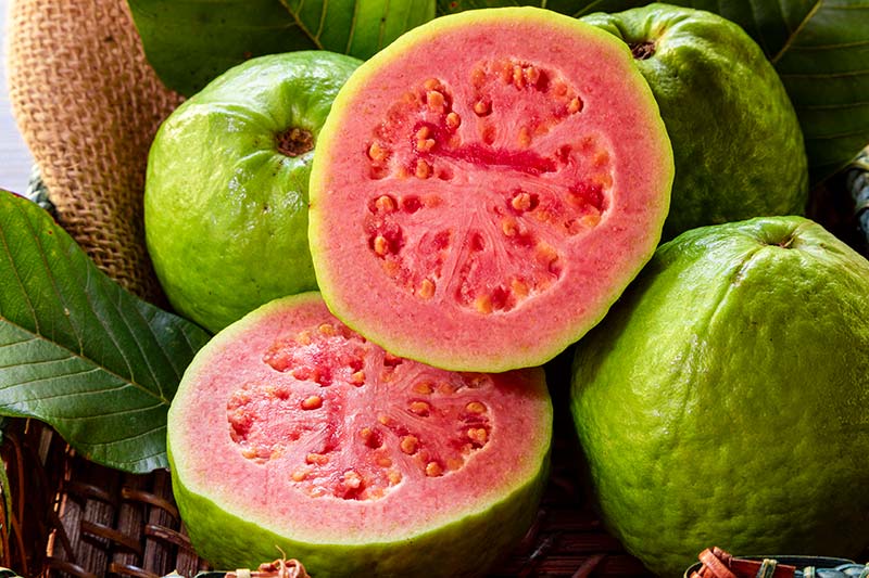 Guava Girl make-up trend voor zomer 2025