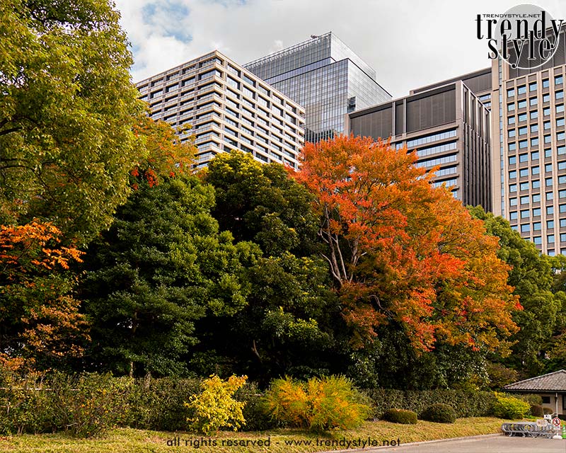 Schitterende herfstkleuren in de Oostelijke Tuinen van het Keizerlijk Paleis in Tokio. Foto Charlotte Mesman