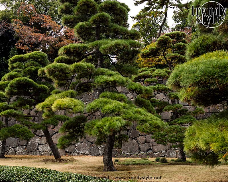 Japanse zwarte dennen in de Oosterse Tuinen. Foto Charlotte Mesman