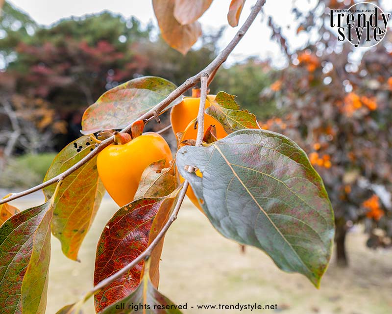 De boomgaard met kakibomen. Foto Charlotte Mesman