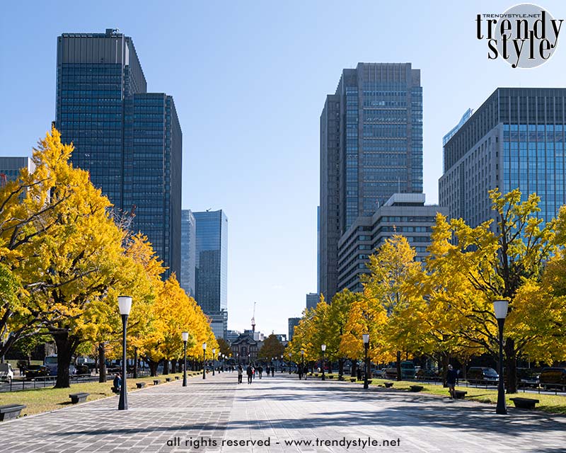 Marunouchi Naka-dori met ginkgobomen. Foto Charlotte Mesman