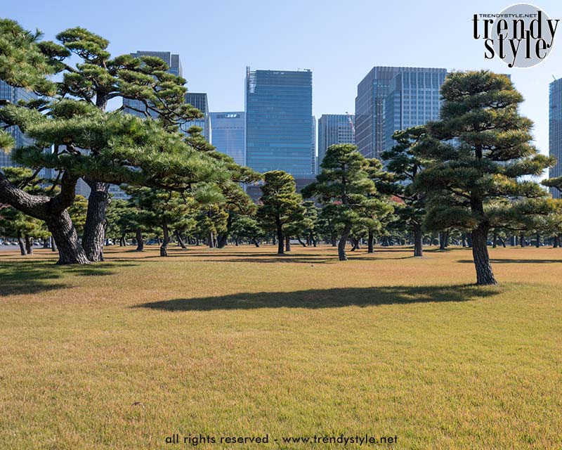Herfst rond het Keizerlijk Paleis in Tokio. Zwarte dennen. Foto Charlotte Mesman