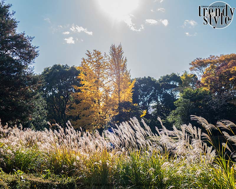 Kitanomaru Park. Foto Charlotte Mesman