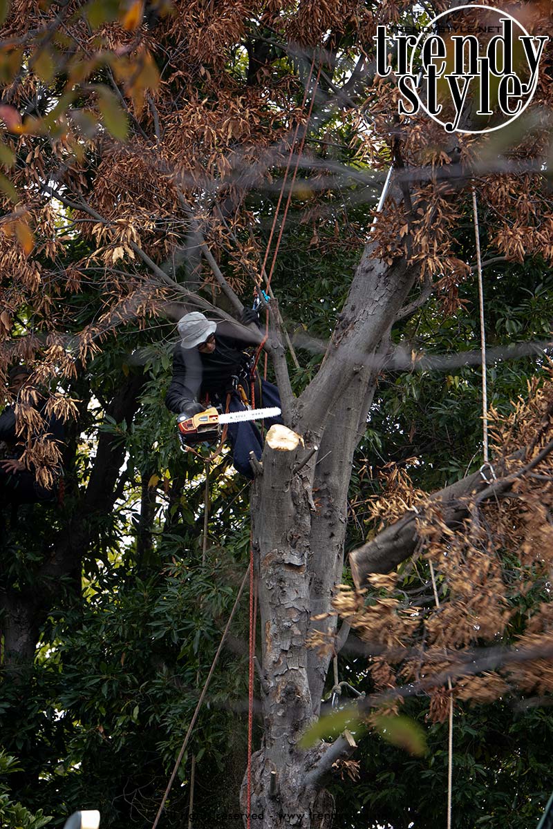 De Hie-tempel in Tokio, Japan. Een berggod en apen. Foto: Charlotte Mesman