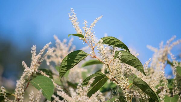 Dit is waarom de Portugese Laurier zo geliefd is (altijd groen en chic!)