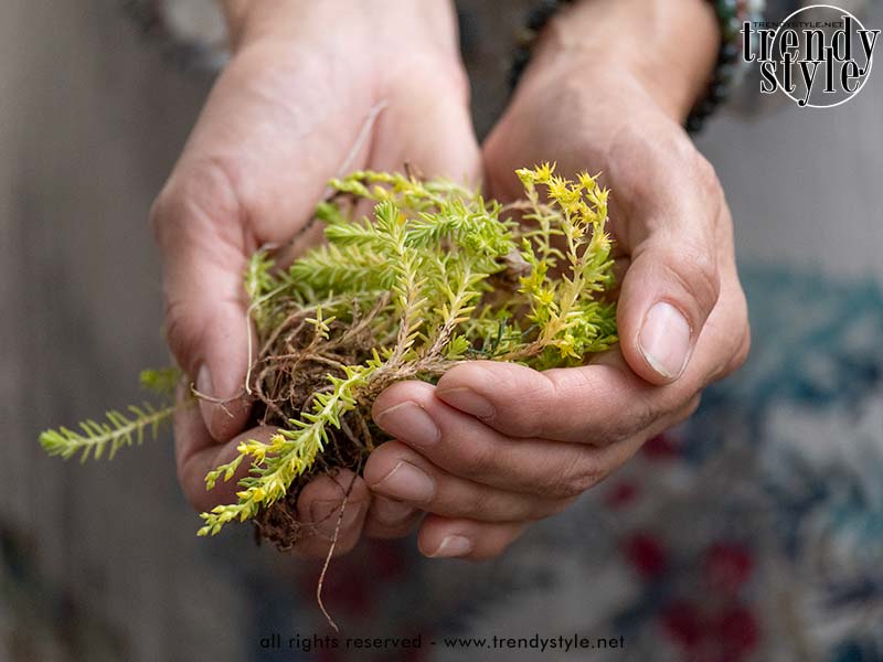 Sedum (borracina), een plant die water opslaat in haar dikke bladeren en symbool staat voor veerkracht en uithoudingsvermogen. Foto Charlotte Mesman