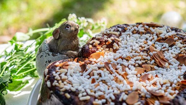 Paasrecept. Colomba bakken. Zelf Italiaans paasbrood maken