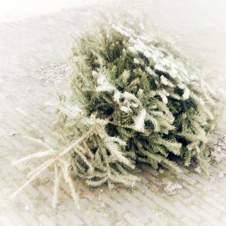 Kerstboom