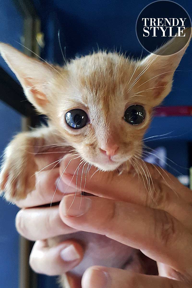 Kitten, kleine poesje. Mijn Simba Leeuwtje