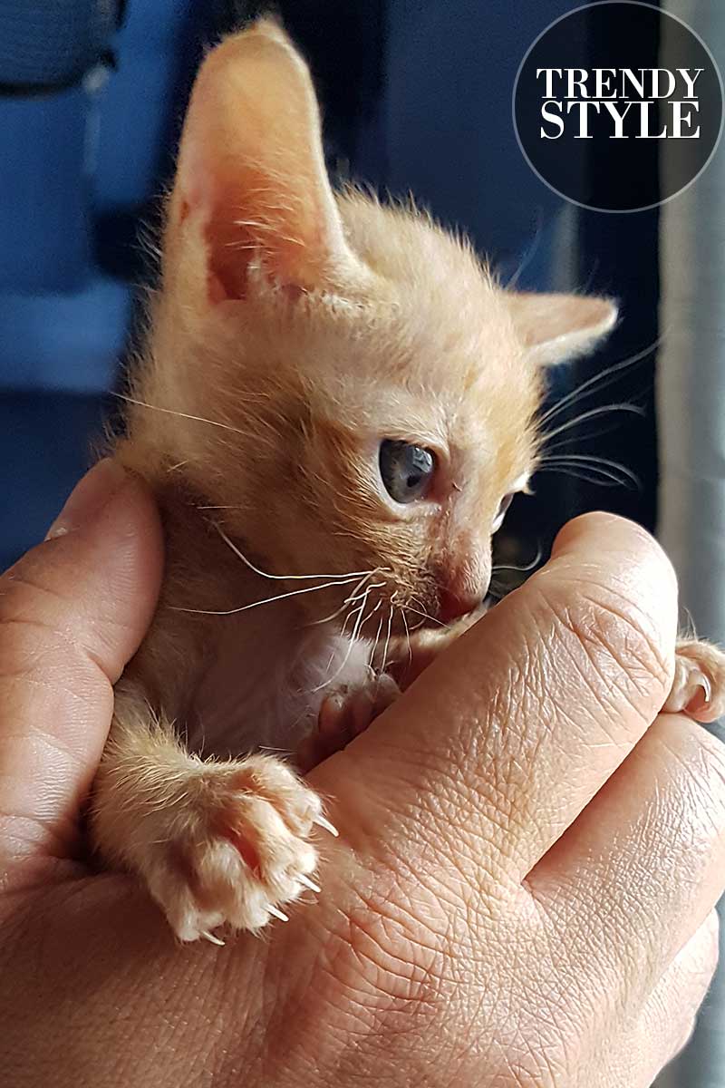 Kitten, kleine poesje. Mijn Simba Leeuwtje