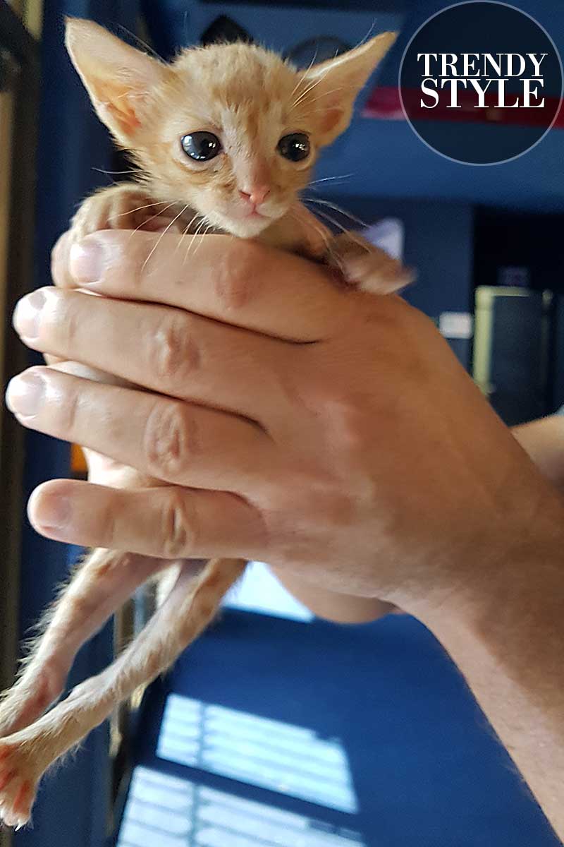 Kitten, kleine poesje. Mijn Simba Leeuwtje