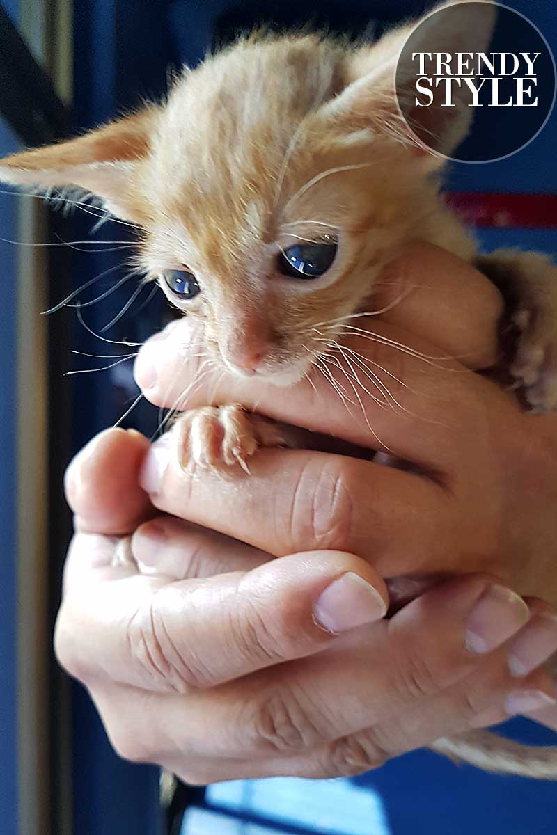 Kitten, kleine poesje. Mijn Simba Leeuwtje