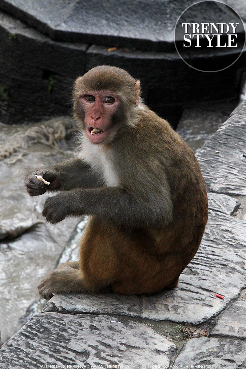 Makaken (apen) in de Pashupatinath Tempel in Kathmandu, Nepal