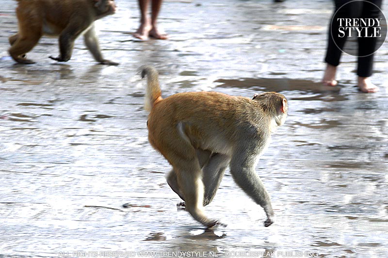 Makaken (apen) in de Pashupatinath Tempel in Kathmandu, Nepal