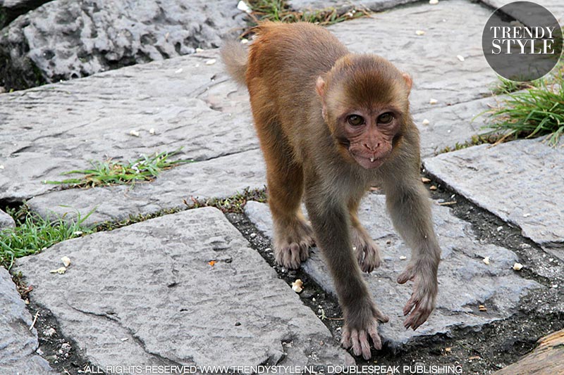 Makaken (apen) in de Pashupatinath Tempel in Kathmandu, Nepal