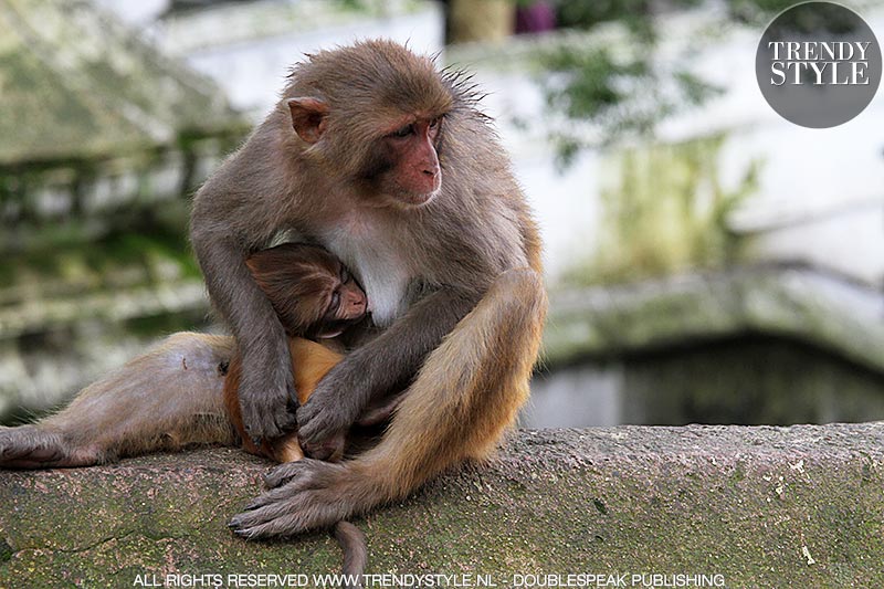 Makaken (apen) in de Pashupatinath Tempel in Kathmandu, Nepal