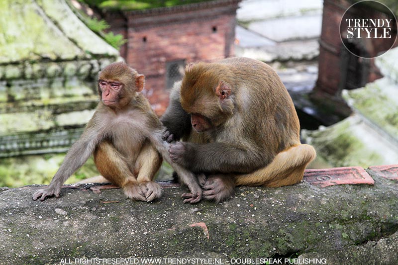 Makaken (apen) in de Pashupatinath Tempel in Kathmandu, Nepal