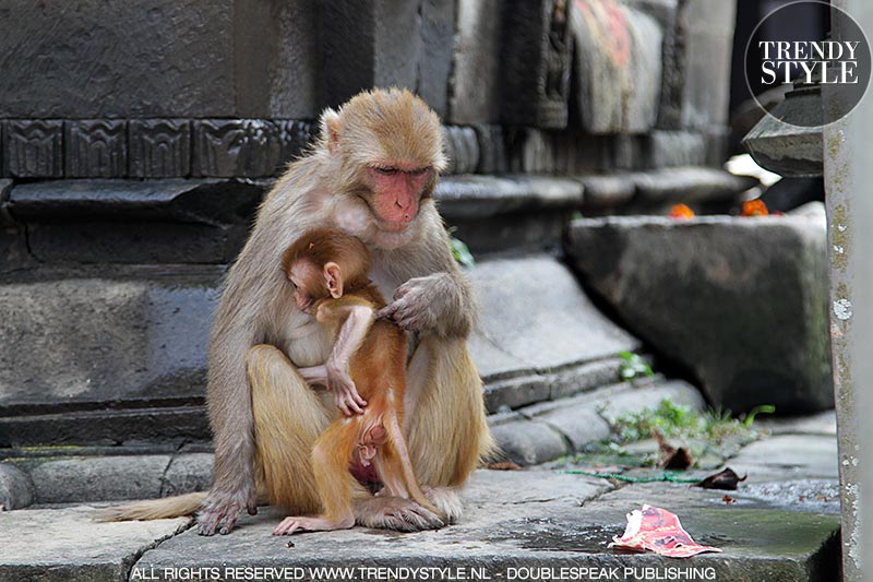 Makaken (apen) in de Pashupatinath Tempel in Kathmandu, Nepal