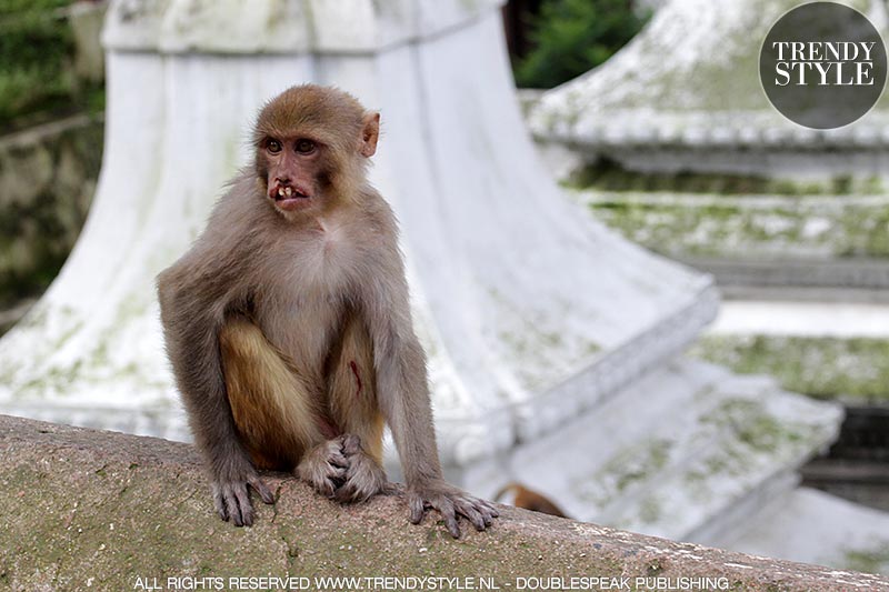 Makaken (apen) in de Pashupatinath Tempel in Kathmandu, Nepal