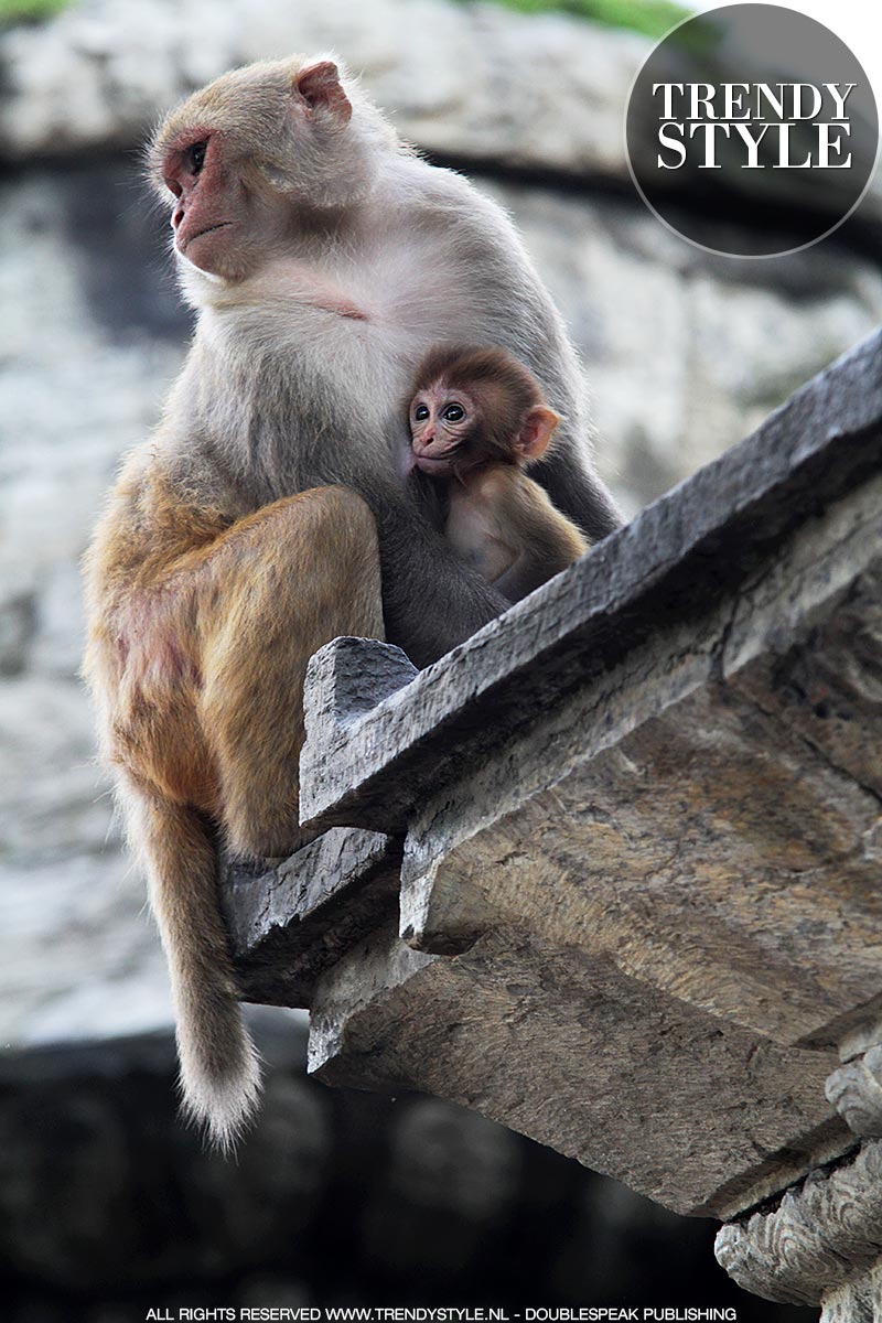 Makaken (apen) in de Pashupatinath Tempel in Kathmandu, Nepal