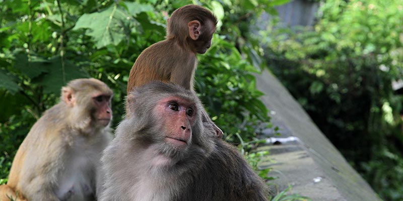 Makaken (apen) in de Pashupatinath Tempel in Kathmandu, Nepal