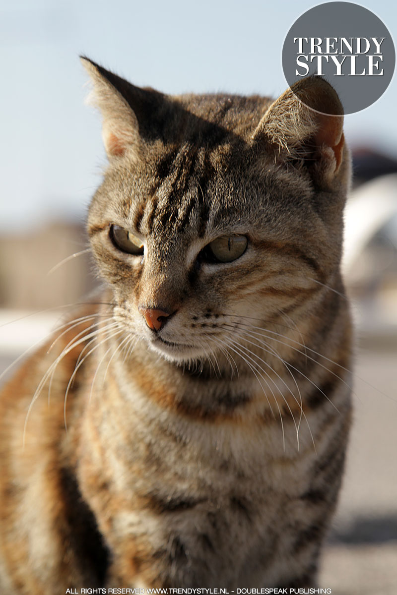 Streetstyle: katten en poezen