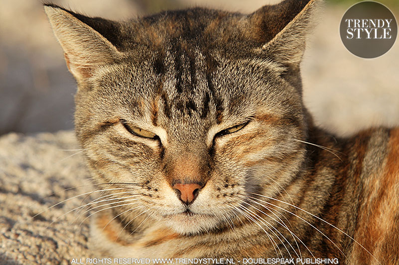 Streetstyle: katten en poezen