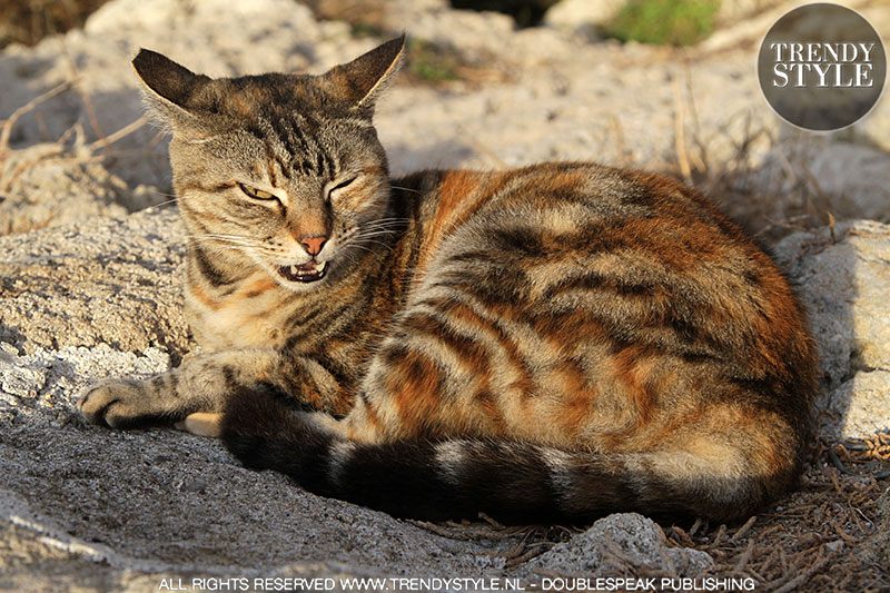 Streetstyle: katten en poezen