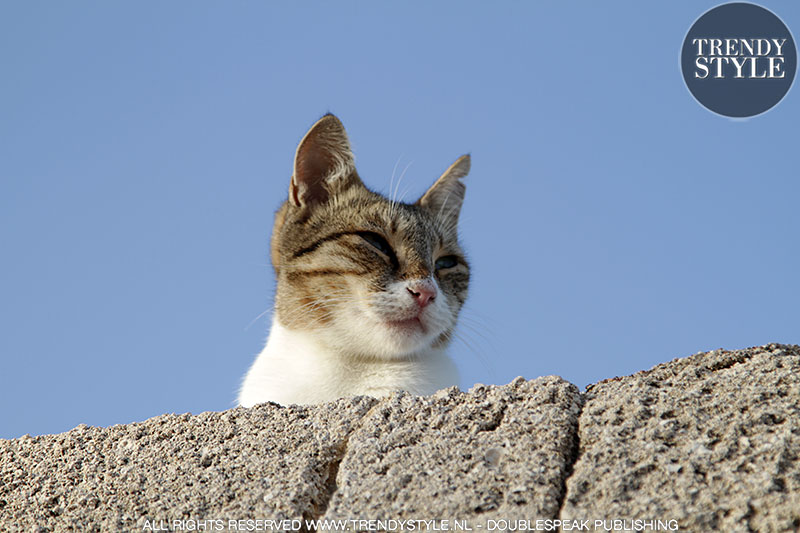 Streetstyle: katten en poezen