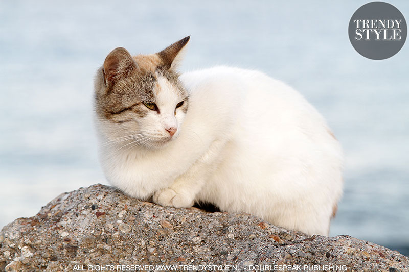 Streetstyle: katten en poezen