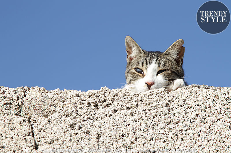 Streetstyle: katten en poezen