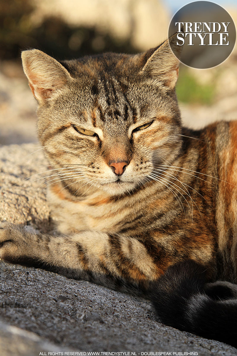 Streetstyle: katten en poezen