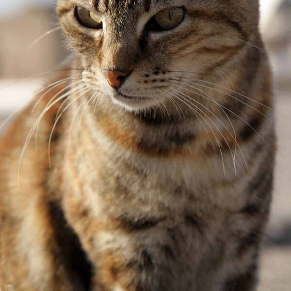 Streetstyle: katten en poezen