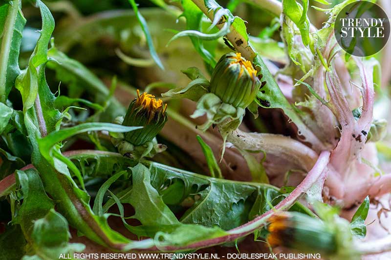 Koken. Vegetarische balletjes van paardenbloemblad en kikkererwten